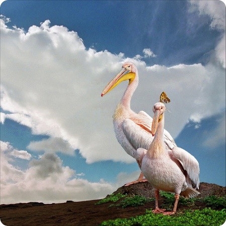 Beautiful_Pictures_Of_Animal_Photography_11
