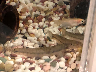 シマドジョウ育成日記 メダカと同じ水槽で飼育してみよう モニオの部屋