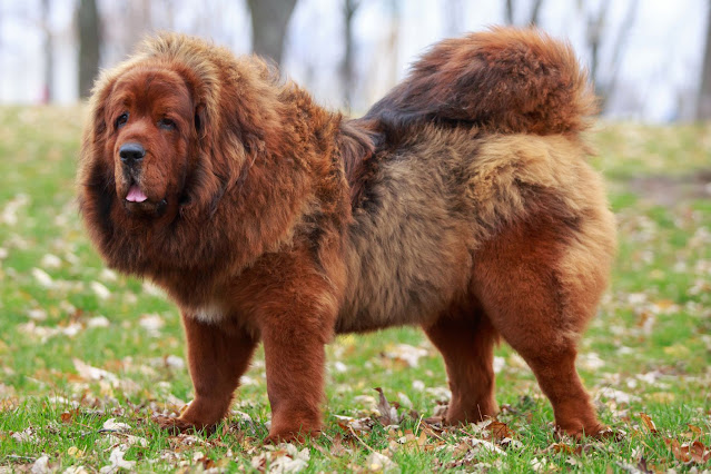 10-Biggest-Gaint-Dogs-in-the-World