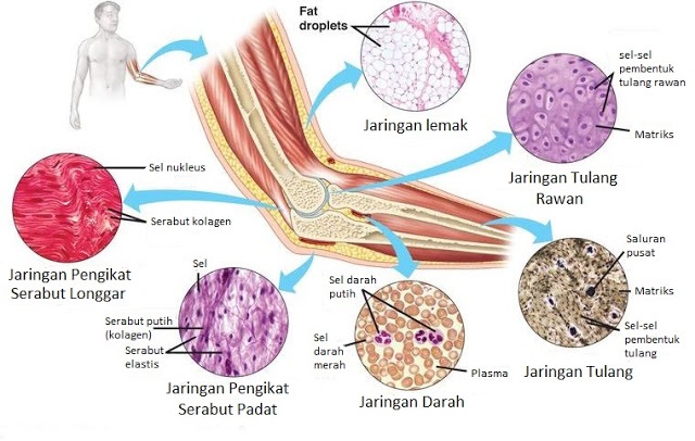  Jaringan  Ikat pada Hewan  Dunia Biologi