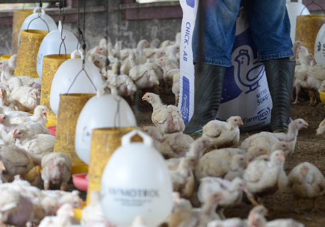 Cara Mengikuti Program Kemitraan Ayam Broiler Samsung