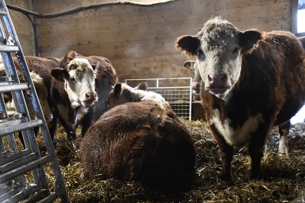 kalv hereford