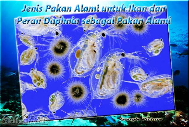 Daphnia sebagai Pakan Alami