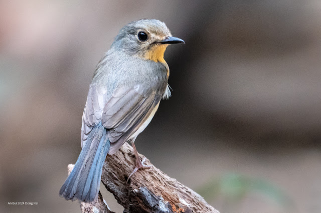 An Bui 2024 Dong Nai - Indochinese Blue Flycatcher (Đớp ruồi xanh đông dương) (Female)