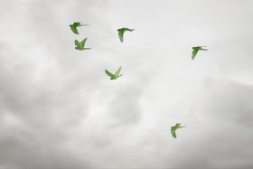 Blue-Crowned Parakeets.