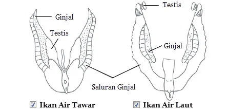 ekskresi ikan