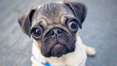 Pug perro