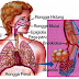 Sistem Pernafasan Pada Manusia