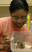 Takesha Henderson shows a rosehair tarantula she has had since 1997. The Texas A&M University graduate student has a long-lasting interest in spiders and is studying ground spider diversity as part of her master's degree studies. (Texas Agricultural Experiment Station photo by Edith Chenault)