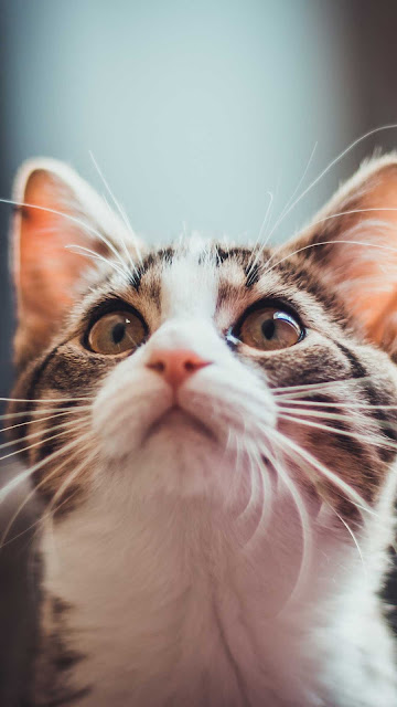 Cat, Kitten, Face, Whiskers Wallpaper is a unique 4K ultra-high-definition wallpaper available to download in 4K resolutions.