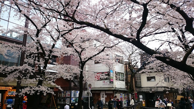 Japan cherry blossoms