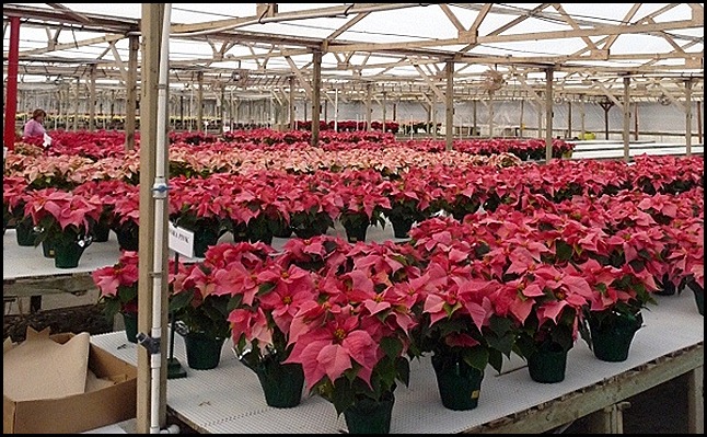 poinsettia farm2011 010 (600x800)