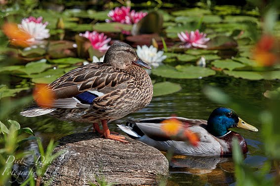 Stockenten-Pärchen im Gartenteich