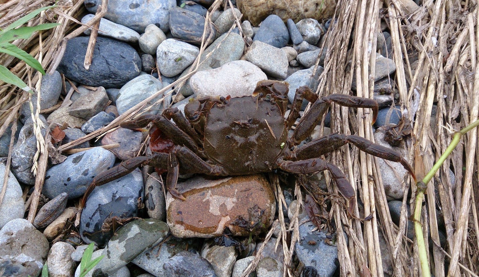 東京淡水魚図鑑 モクズガニ