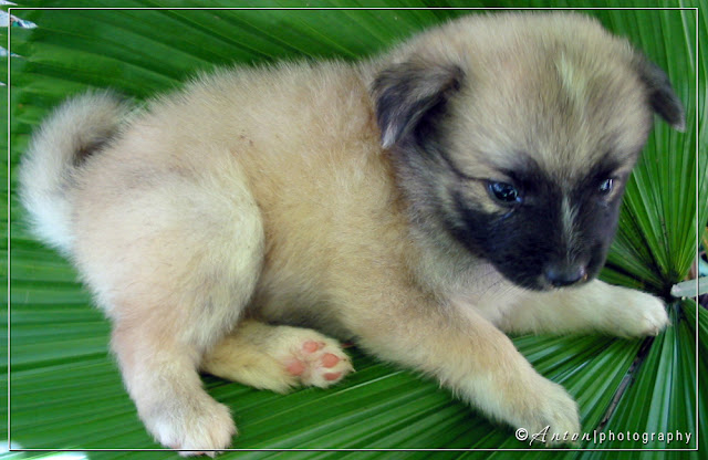 Pomeranian Puppy