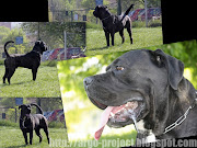 venerdì 8 aprile 2011 (argo cane corso ritratto di un amico)