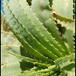 View album