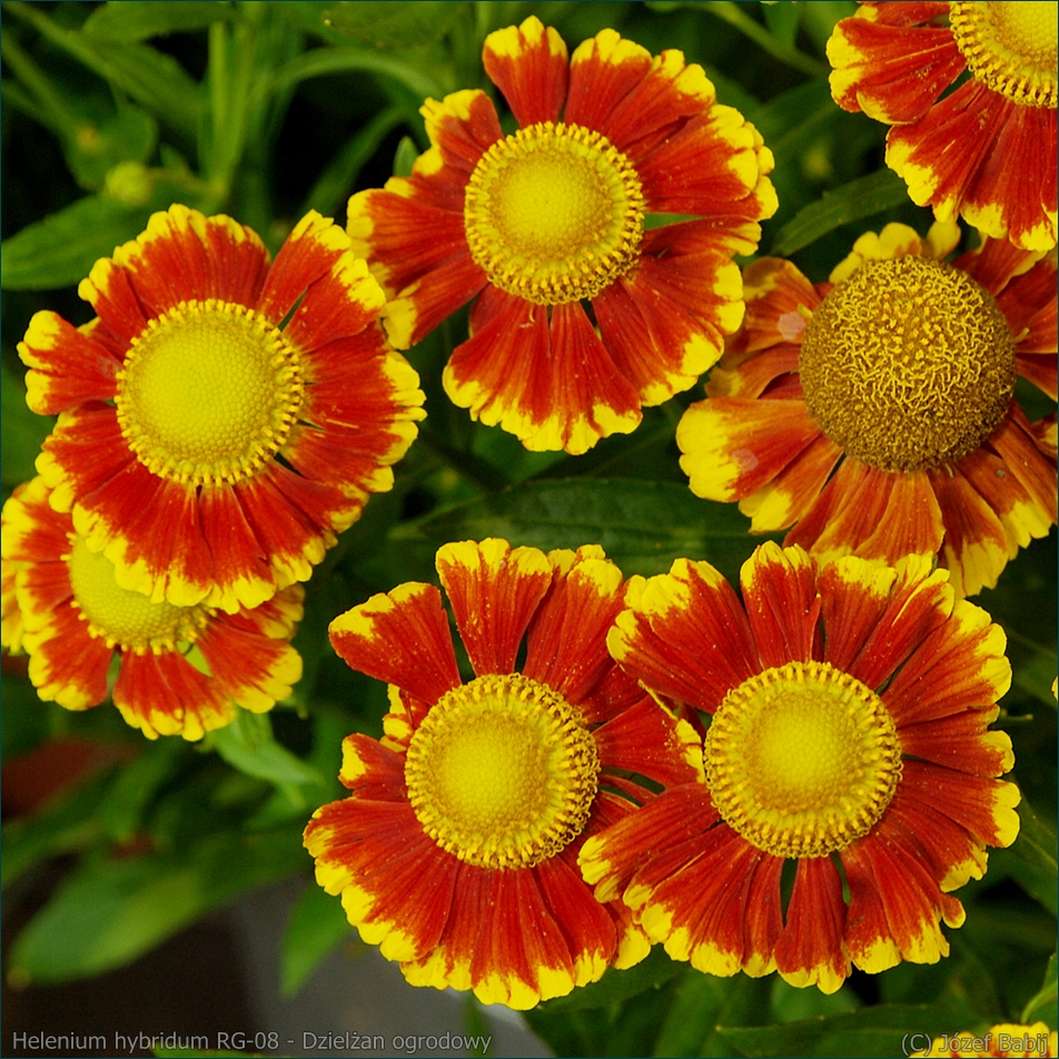 Helenium hybridum RG-08 - Dzielżan ogrodowy