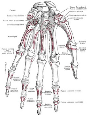 human skeleton hand. the adult human skeleton.