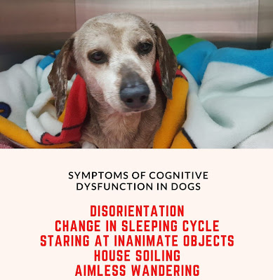 The symptoms of canine cognitive dysfunction