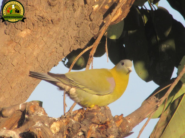 Yellow-footed green pigeon