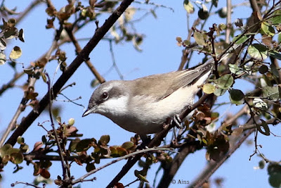 "Lesser Whitethroat - winter visitor, perched on a branch."