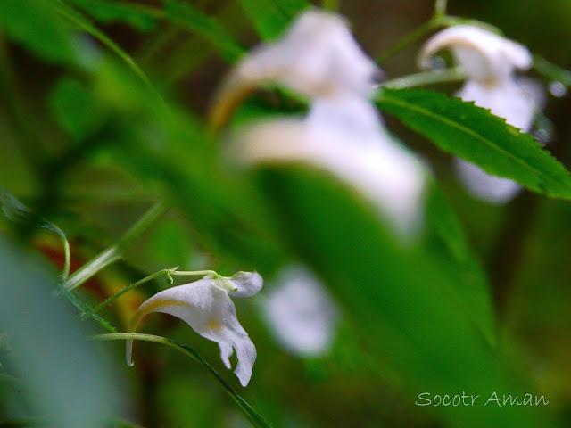 Impatiens textori