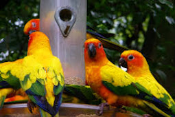 Jenis Species Burung Conures