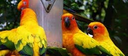 Jenis Species Burung Conures