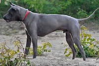 Thai Ridgeback