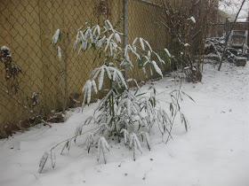 bamboo growing in snow, cold climate, hearty bamboo, winter