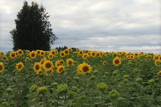 Länsikylässä auringonkukkia