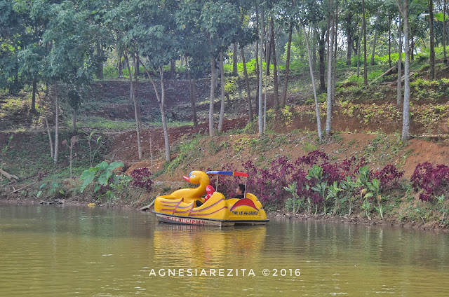 Naik Angsa Dayung di Taman The Le Hu Garden