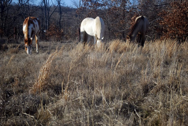 Three horses in our winter pasture