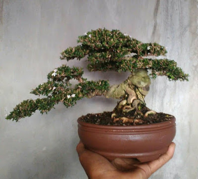 Bonsai Serbin (Seribu Bintang)