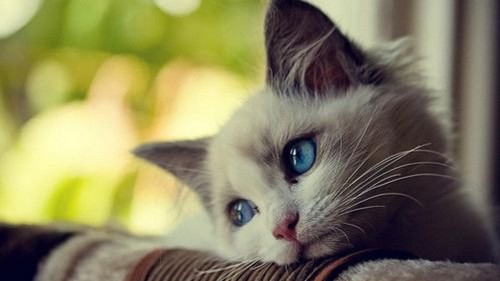 Eman Shaker’s Innocent Cute Cat إيمان شاكر بريئة القط لطيف