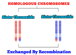 Homologous Chromosomes vs Sister Chromatids: Know The Ultimate Difference