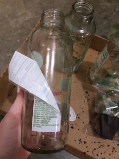 How to reuse old kombucha jars to plant seed, cuttings, and plants!