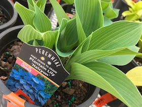 Hosta 'Halcyon' 