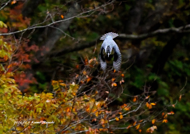 宮城の野鳥