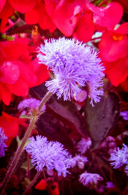 Waddesdon Manor, autumn, Baron Ferdinand de Rothschild, National Trust, visit, day trip, flowers, pink, purple