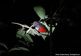 Red-bellied Pitta (Erythropitta maklotii)