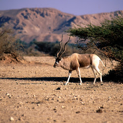 Foto-Foto Kehidupan Alam Liar Afrika Seen On www.coolpicturegallery.us