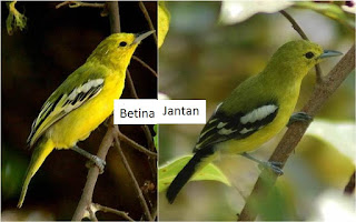 Birds Cipoh: How to Distinguish And Characteristics Bird Bird Cipeuw Cipoh Males And Females