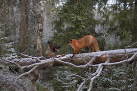 Dog and wild fox are best friends (10 pics), a dog makes friend with wild fox in Norway, fox and hound, animal friends, sable german shepherd dog, german shepherd pics, fox pics