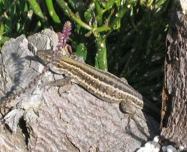 La Palma giant lizard