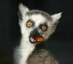 Young Ring-tailed Lemur