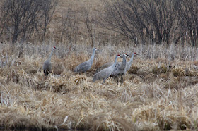 mid-March marsh, sandhill cranes
