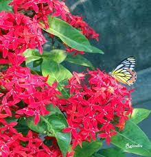 গোধূলির ছায়াপথে- ফুল ও বাতাসে মনীষীর স্পর্শ by মুস্তাফা জামান আব্বাসী