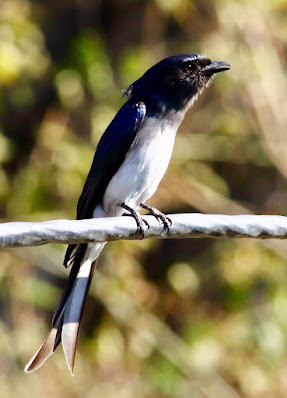 "White-bellied Drongo - Dicrurus caerulescens,perched on a cable."